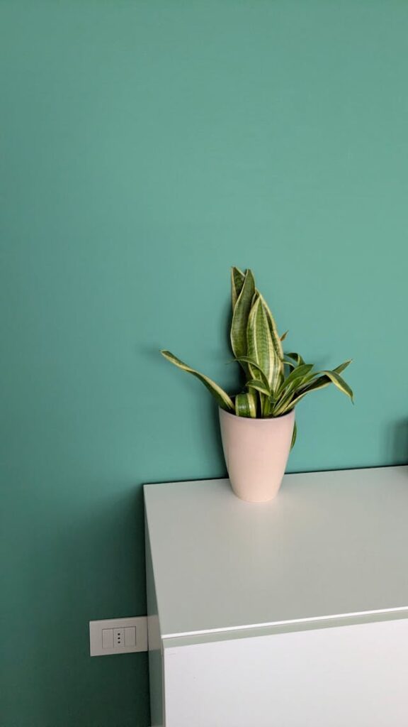 alisar gotele sagunto